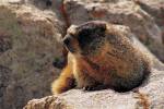 Marmot scrambling up a boulder