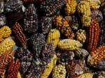 Corn, Peru Style